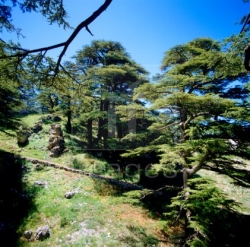 Cedars Of Lebanon